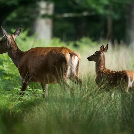 Maison Au Milieu Des Bois Et Des Animaux Jouy-le-Potier Exteriör bild