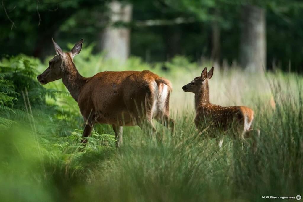 Maison Au Milieu Des Bois Et Des Animaux Jouy-le-Potier Exteriör bild