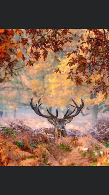 Maison Au Milieu Des Bois Et Des Animaux Jouy-le-Potier Exteriör bild
