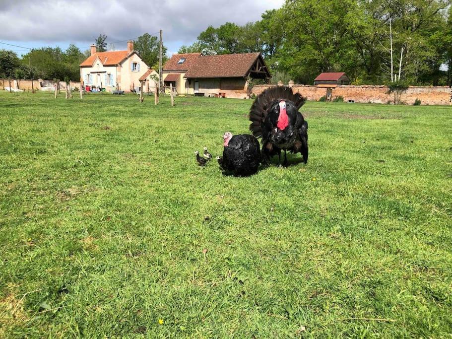 Maison Au Milieu Des Bois Et Des Animaux Jouy-le-Potier Exteriör bild