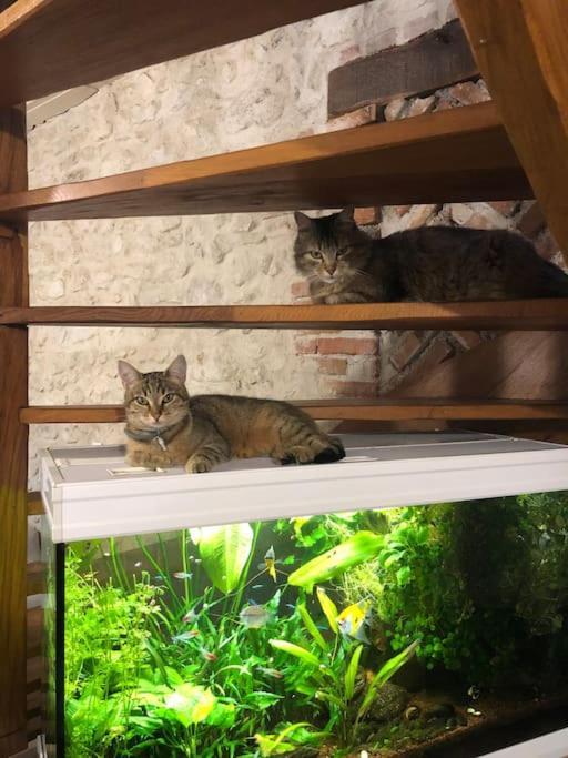 Maison Au Milieu Des Bois Et Des Animaux Jouy-le-Potier Exteriör bild