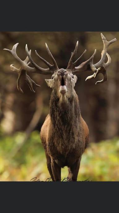 Maison Au Milieu Des Bois Et Des Animaux Jouy-le-Potier Exteriör bild